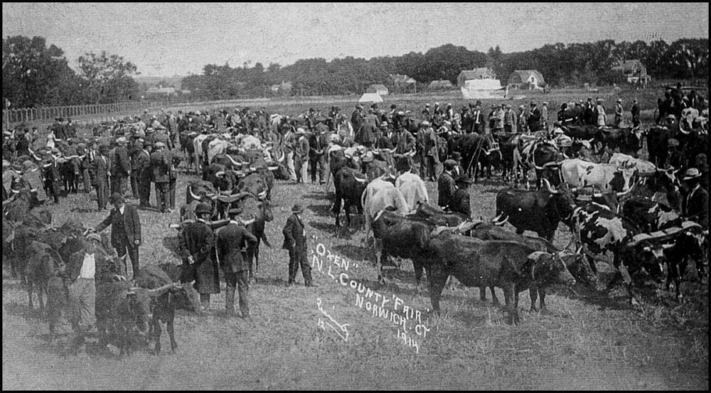 1914 New London County Fair Oxen E1627502658287