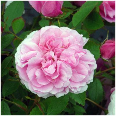 Rose Dorothy Perkins 400x400