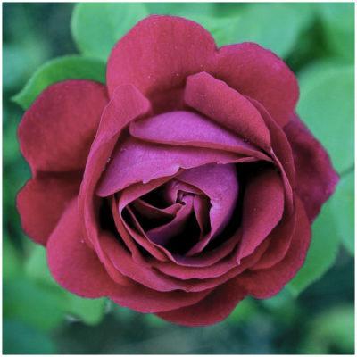 Rose General Jacque 400x400