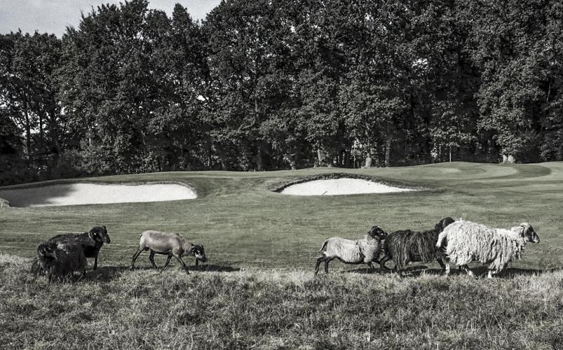 sheep on golf course